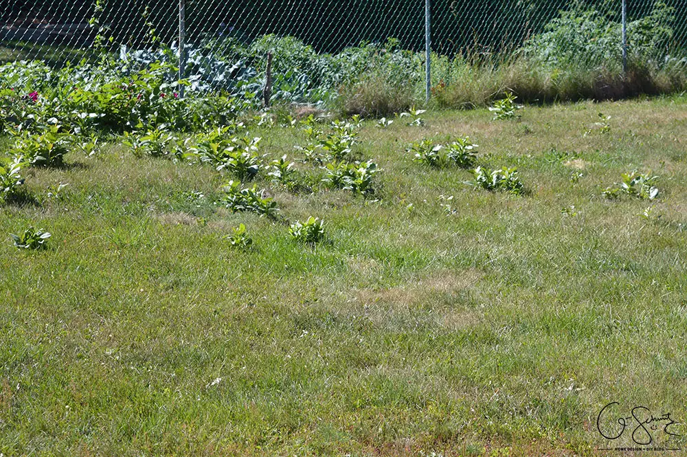 grass yard with small tree saplings coming up