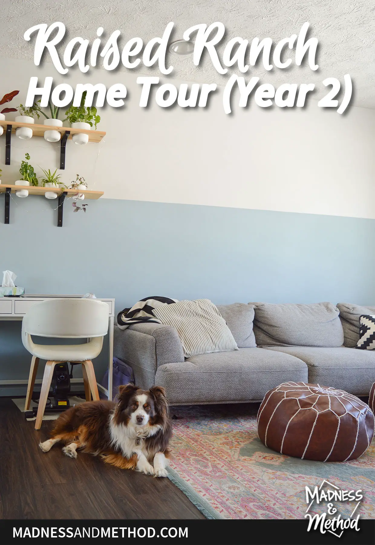 gray sofa living room light blue walls and dog