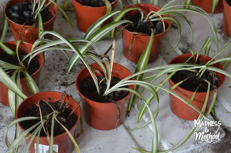 variegate spider plants in small pots