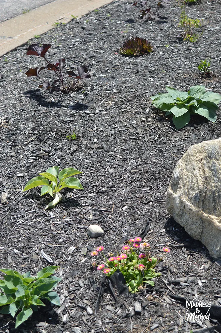 perennial flower garden with black mulch