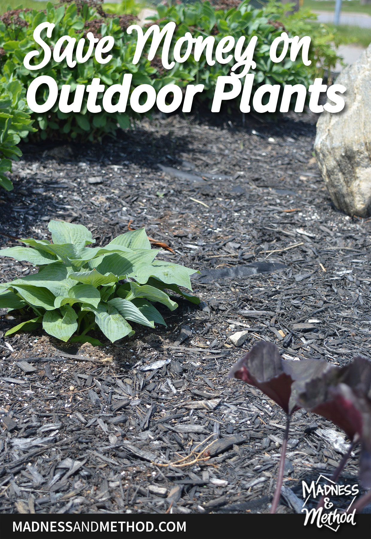 black mulch with blue hosta and other plants