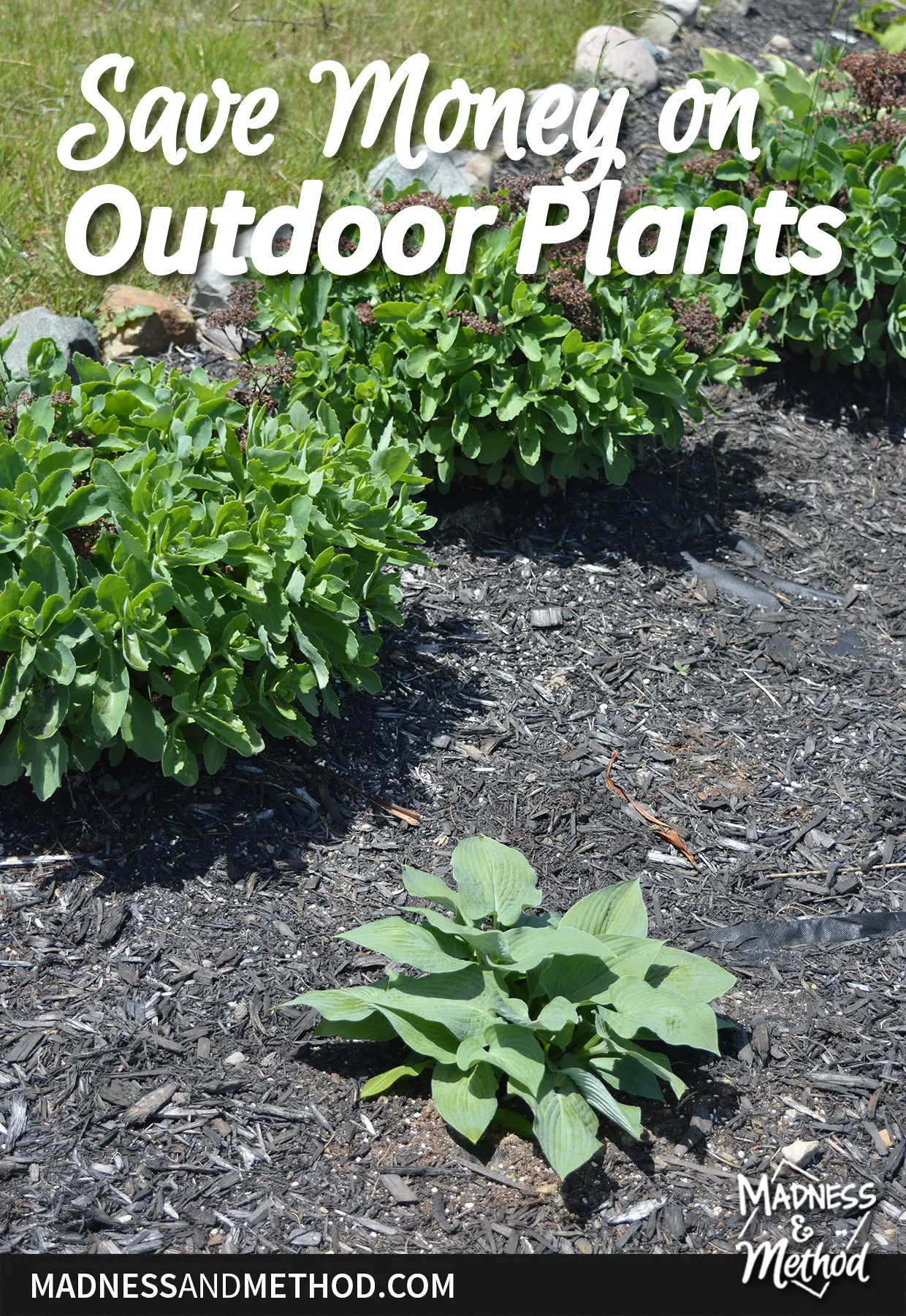 large perennial plants with black mulch