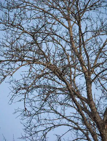 tree without leaves on blue sky