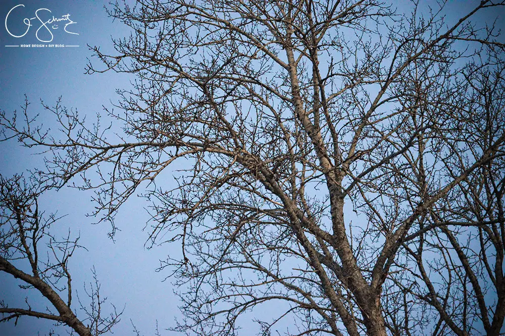 tree without leaves on blue sky