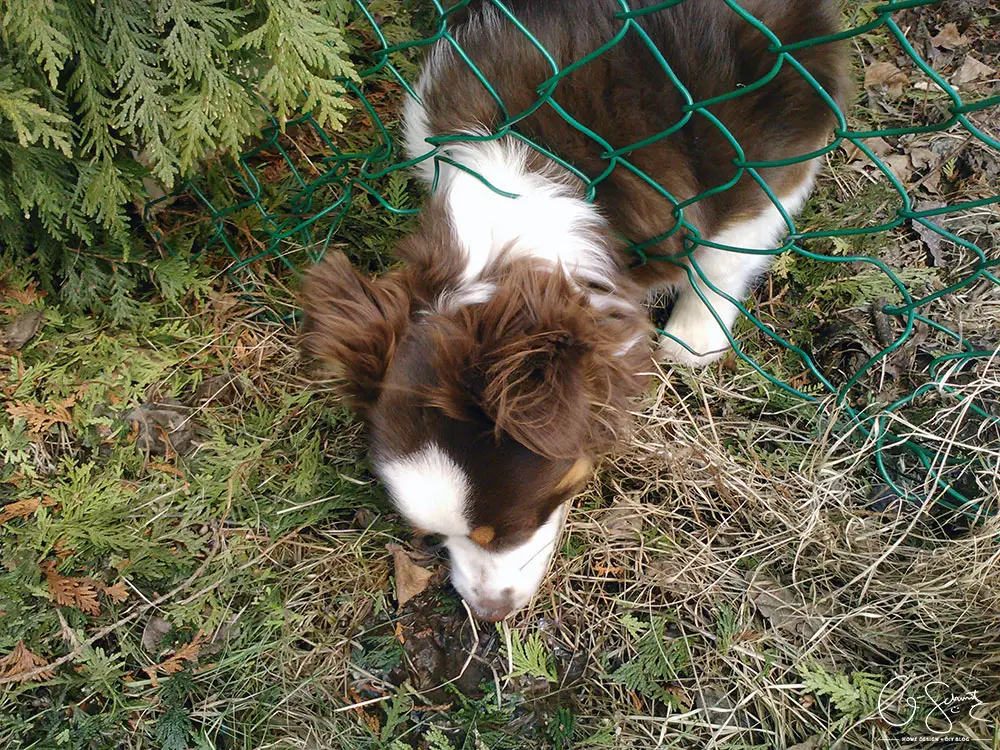 Side yards can be tricky spots! How we plan on doing a DIY upgrade to the landscaping and fence gate on the side of our house.