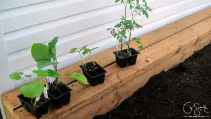 Are you a gardener looking to build DIY raised garden beds? Here is some information on filling and planting your garden beds… but make sure to properly calculate how much dirt you will need, or you’ll end up like us!