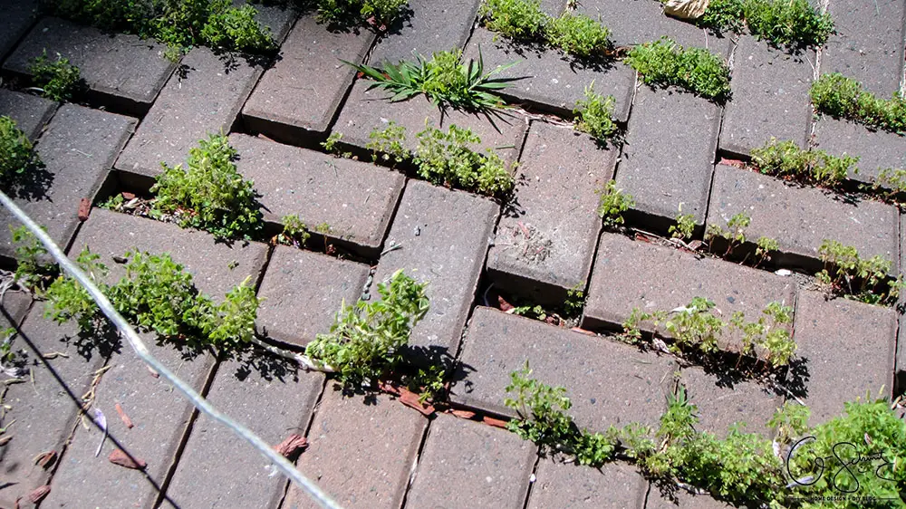 We’ve started our front walkway remodel, and the first step is removing patio stones. If you’re planning on doing a DIY walkway project this summer, these tips are for you! 