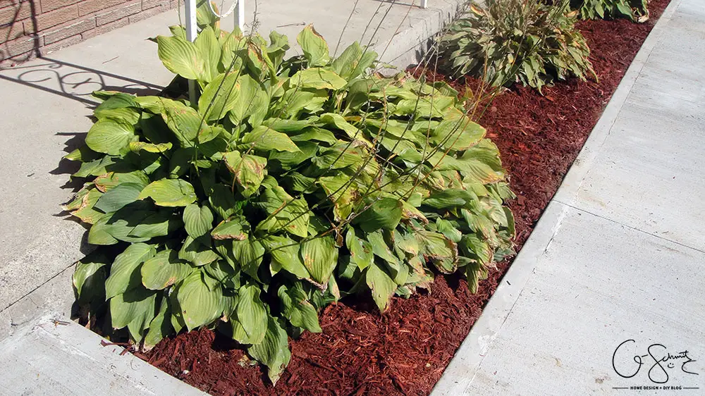 Now that the DIY concrete walkway is in, we just have to do a tiny bit more landscaping and beautification before I can complete this project walkway. Check out the great before and after photos to see all the work we did this summer!