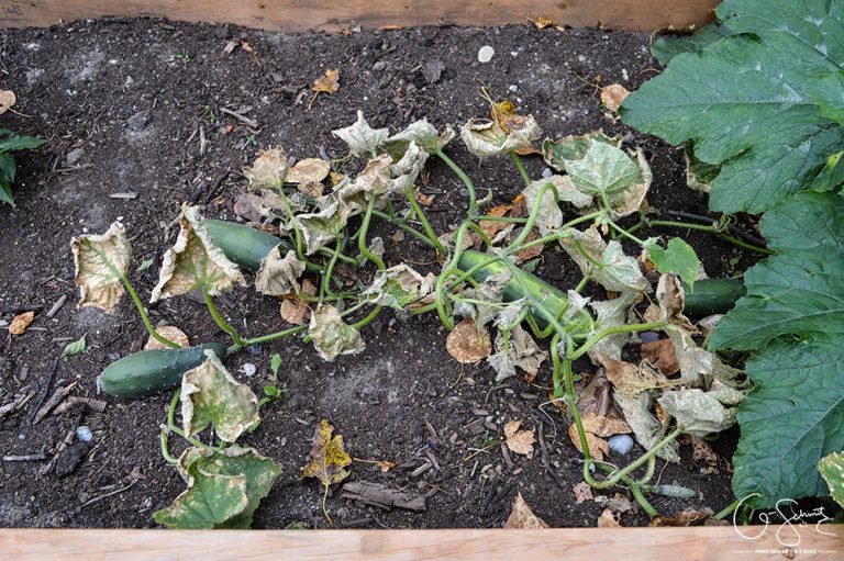 Dying cucumber plants in garden Madness & Method