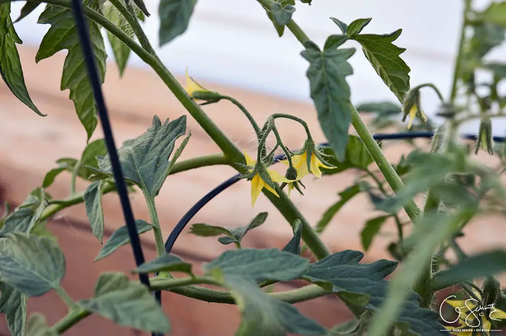 Do you plant a fruit, herb or veggie garden? Today I’m sharing what vegetables we planted in our raised garden beds and giving updates on their progress.