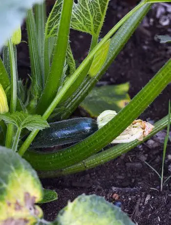 Do you plant a fruit, herb or veggie garden? Today I’m sharing what vegetables we planted in our raised garden beds and giving updates on their progress.
