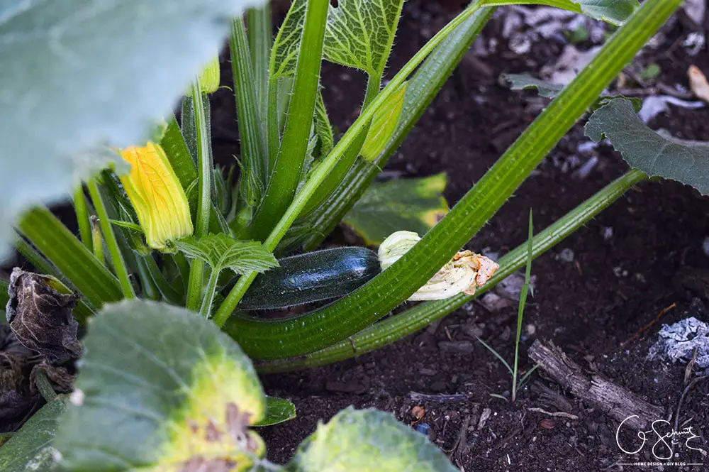 Do you plant a fruit, herb or veggie garden? Today I’m sharing what vegetables we planted in our raised garden beds and giving updates on their progress.