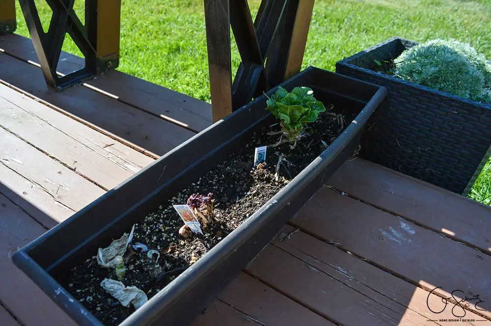 Do you plant a fruit, herb or veggie garden? Today I’m sharing what vegetables we planted in our raised garden beds and giving updates on their progress.