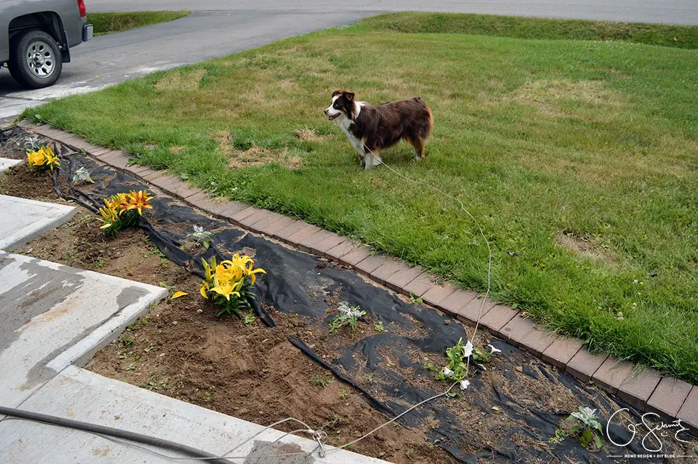 Have you ever done any rock garden planting? Did you plant after the rocks were in, or before? Today I am sharing the secret to making a rock garden without damaging your plants! 