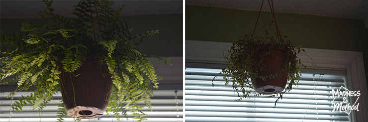 Left: Original plant as it appeared after we got it. Right: slowly wilting/current.