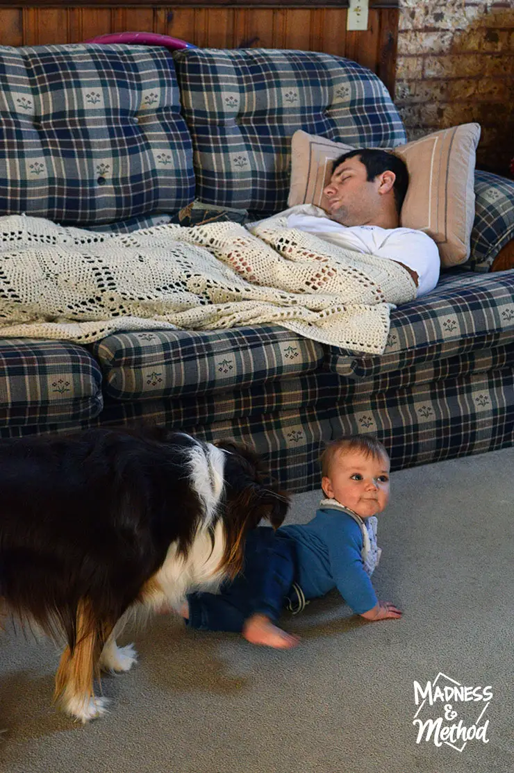 What a cute scene from yesterday! The Husband napping on the couch, the mister being all cute and normal; and Tootsie sniffing the mister.