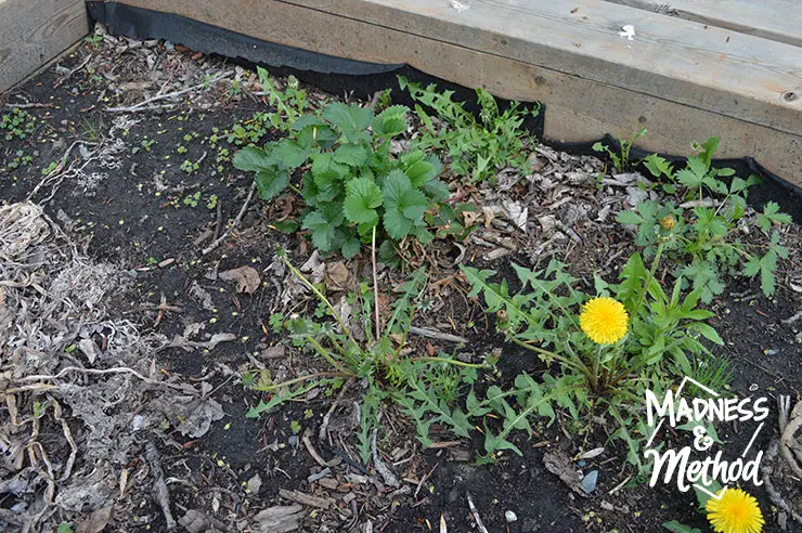 raised-garden-veggie-placement-02