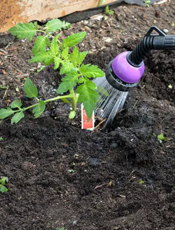 Do you plant a veggie garden? This is the third year since we built our DIY garden beds; and I'm trying out a new raised garden veggie placement!