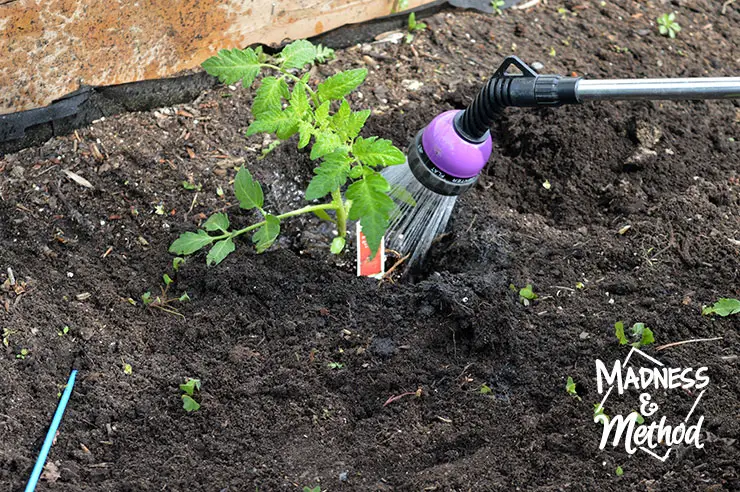 Do you plant a veggie garden? This is the third year since we built our DIY garden beds; and I'm trying out a new raised garden veggie placement!