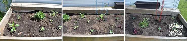 raised-garden-veggie-placement-07