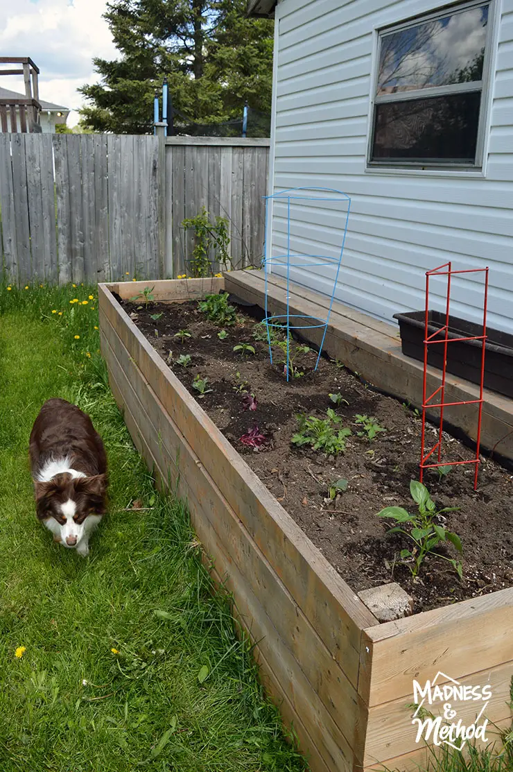 raised-garden-veggie-placement-08