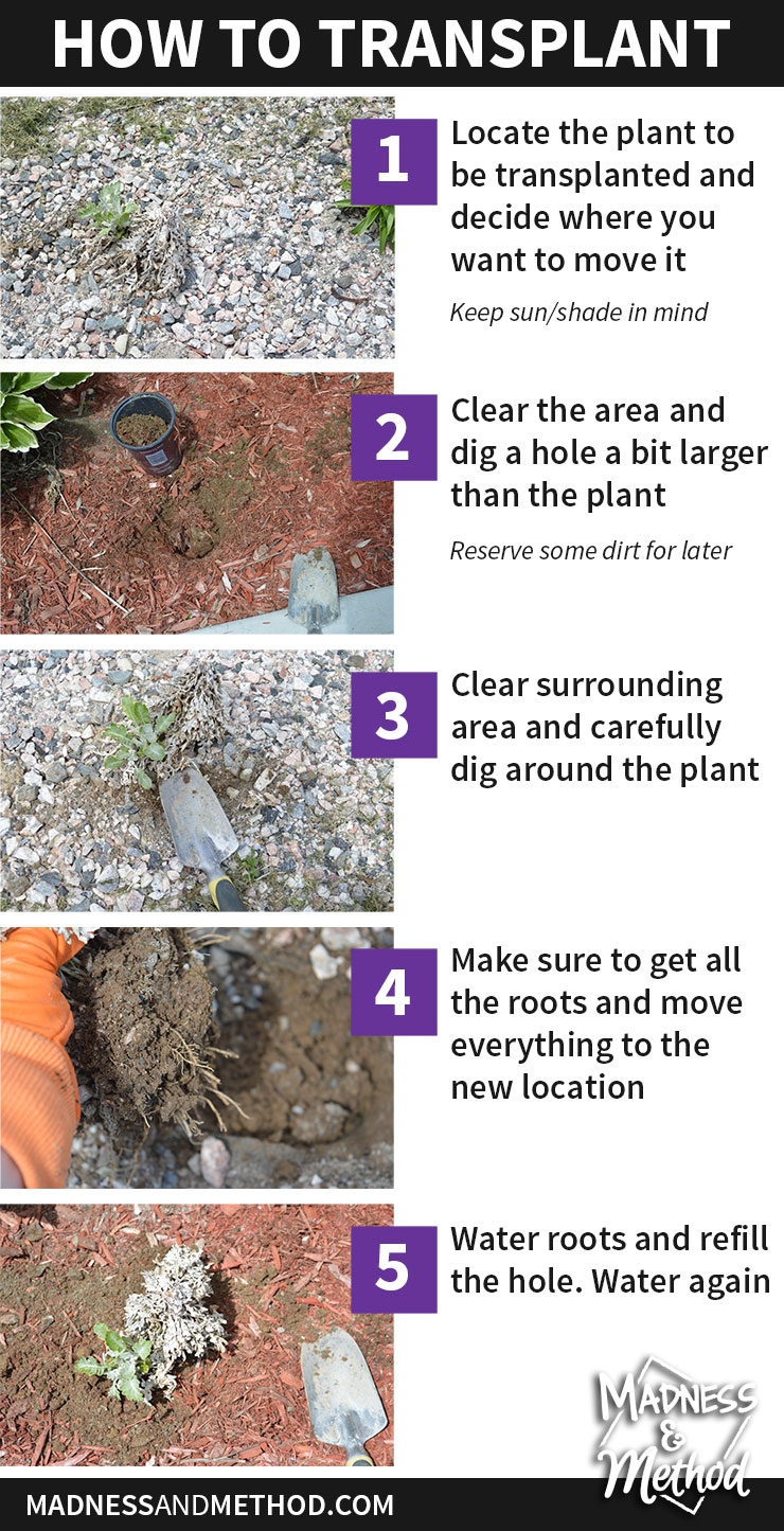 new-plants-and-transplanting-03-howto