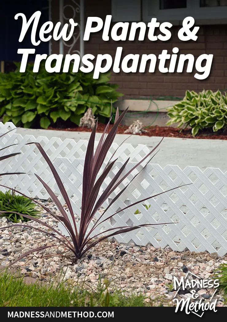 new-plants-and-transplanting-pinterest