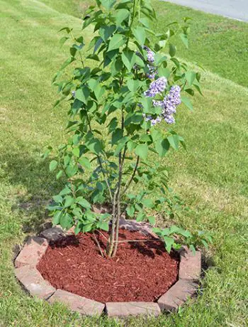 When you're planting saplings it's a good idea to start with a simple tree surround; and you can always enlarge it or change it up in a couple of years.