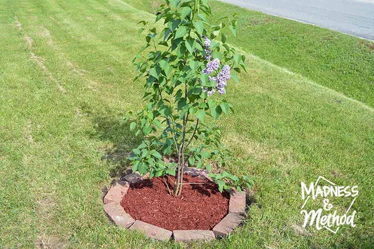 When you're planting saplings it's a good idea to start with a simple tree surround; and you can always enlarge it or change it up in a couple of years.