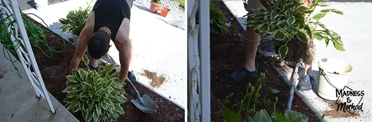 Pulling out large hosta plants