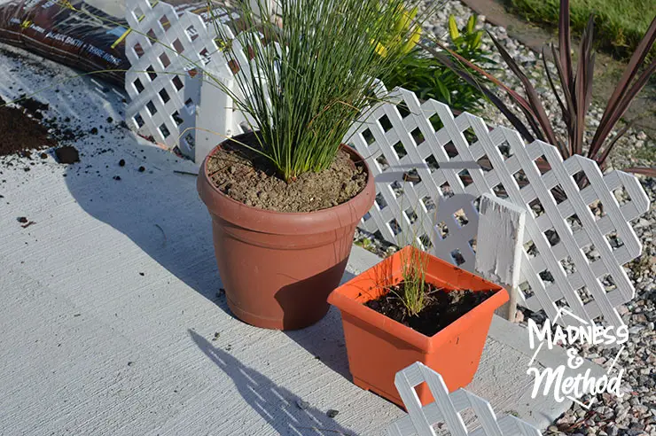 Re-potting grass plants