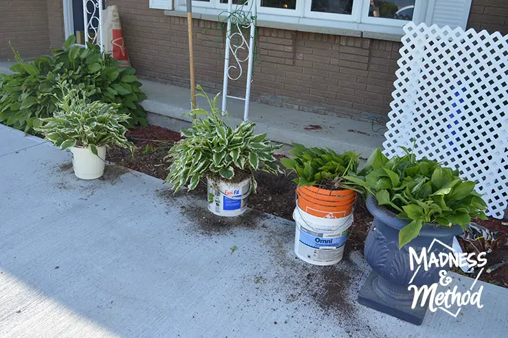 Hosta plants in buckets