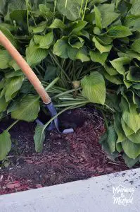 Digging under a large hosta plant