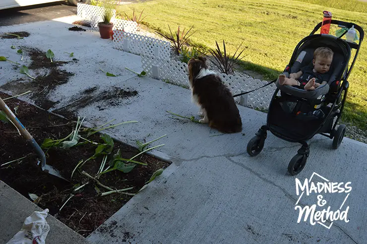 Dog and baby on front walkway