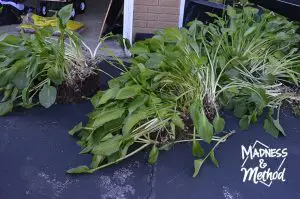 Large hosta plant in pieces