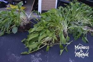 Large hosta plant in pieces