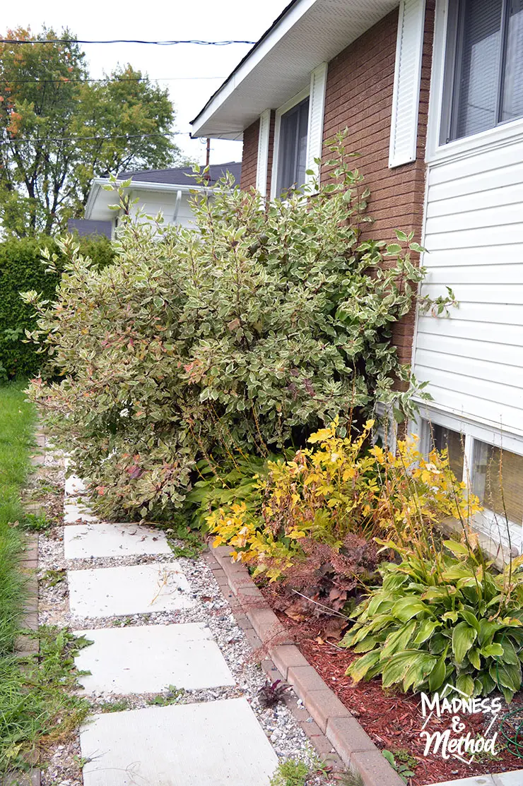 dogwood bush blocking walkway