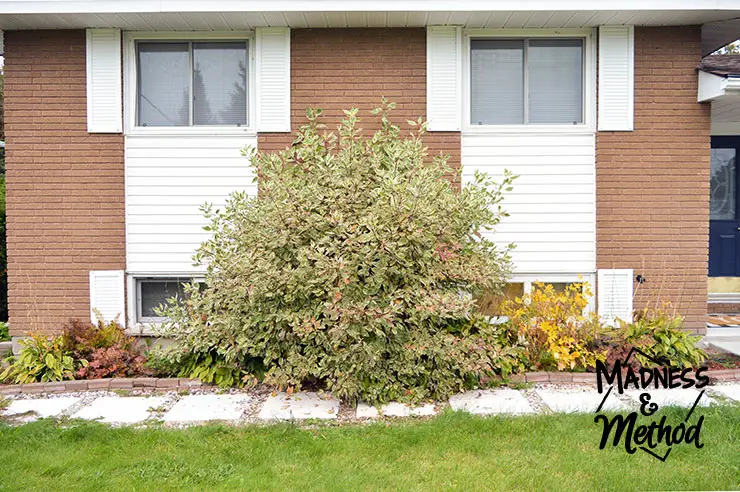 dogwood bush overtaking walkway