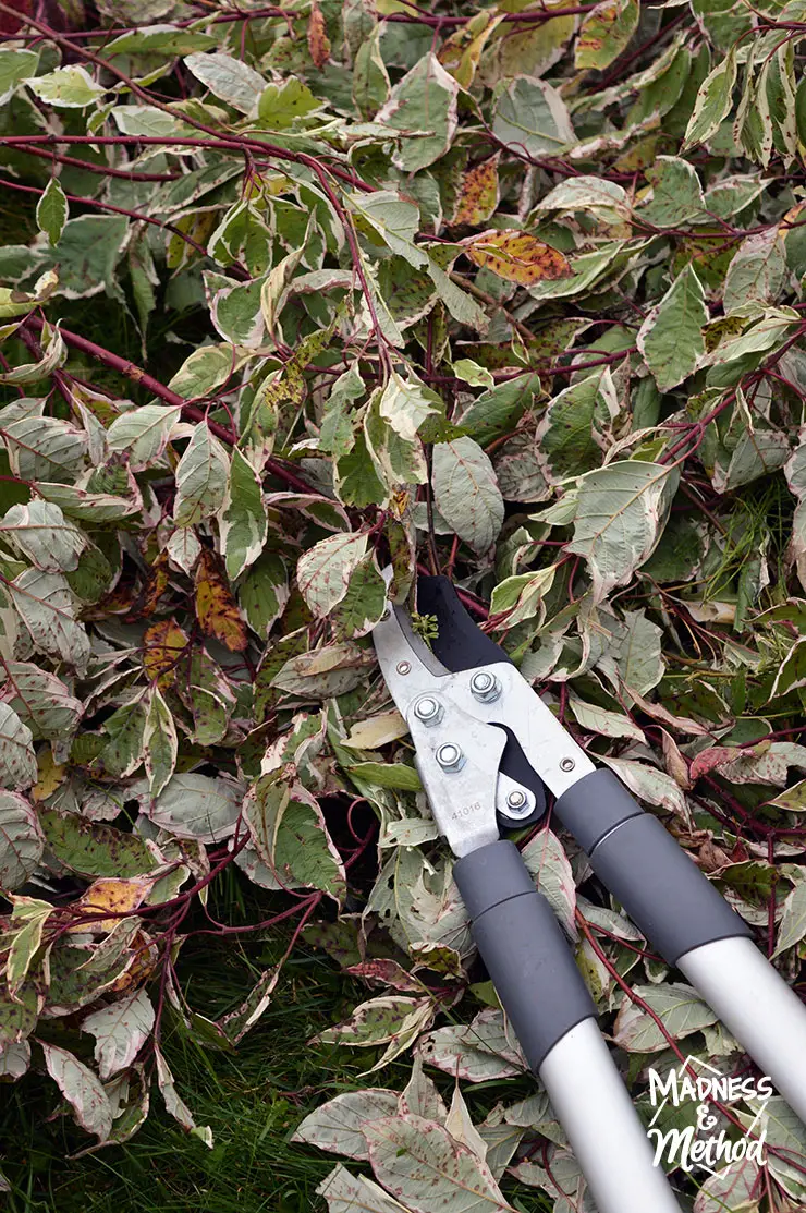 branches and leaves with garden shears