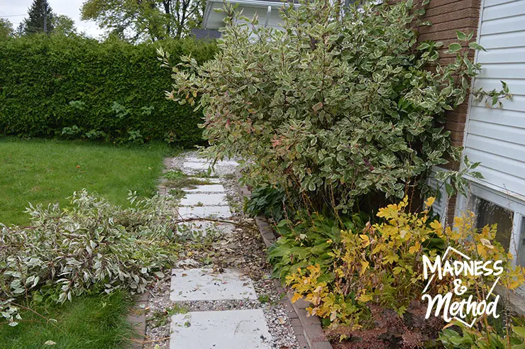 trimming trees to clear pathway