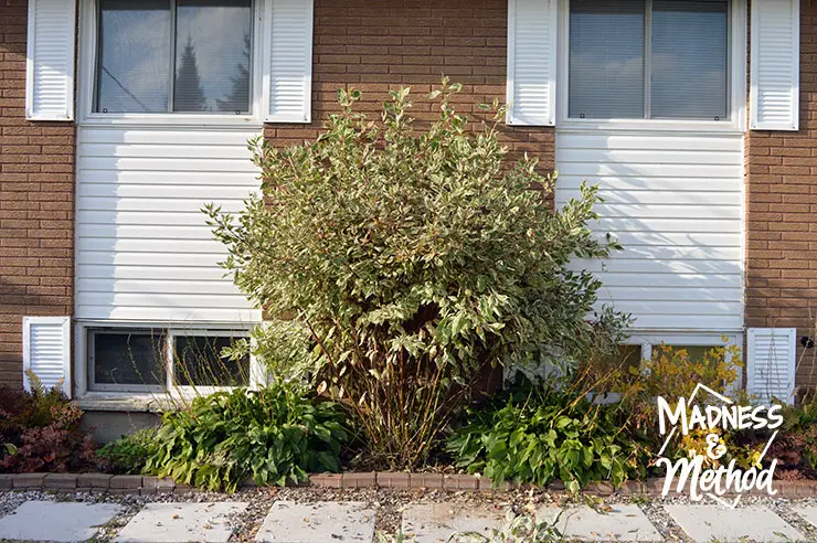 dogwood bush against a house