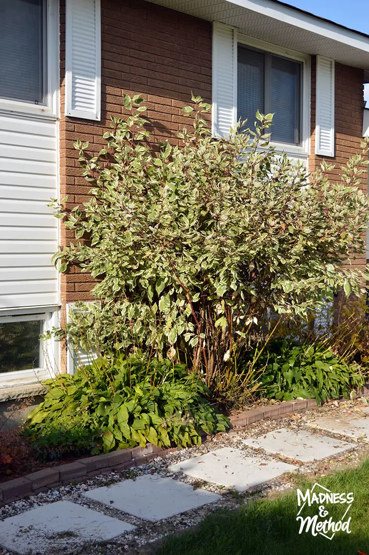 trimmed dogwood bush against a house