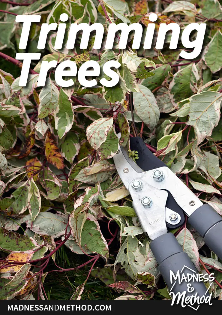 trimming trees graphic with shears