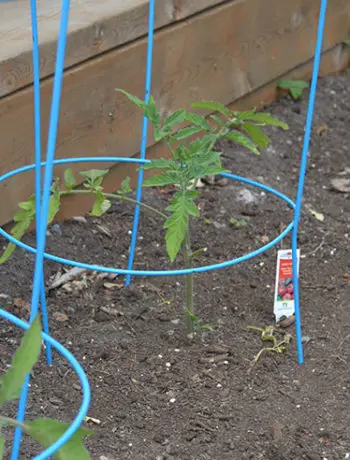 raised garden veggie tomato plants