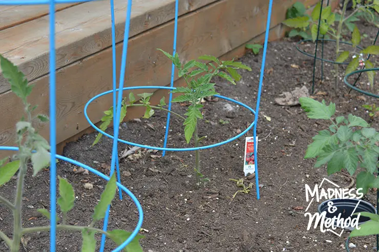 raised garden veggie tomato plants