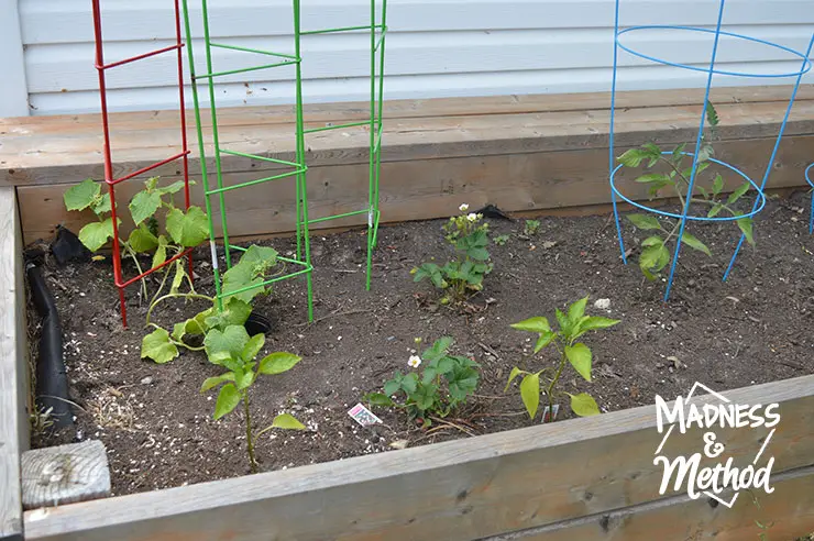 raised garden bed tomatoes and cucumbers