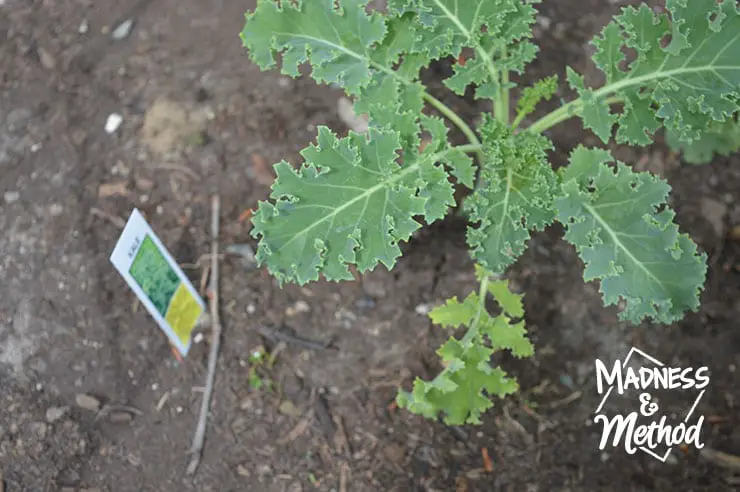 fresh kale in garden