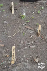 popsicle stick garden markers