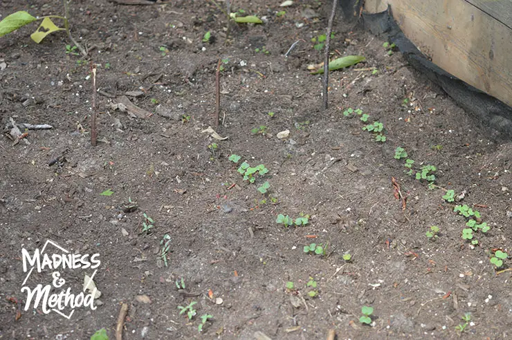 rows of veggies in raised garden beds