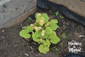 small zucchini plant in raised garden